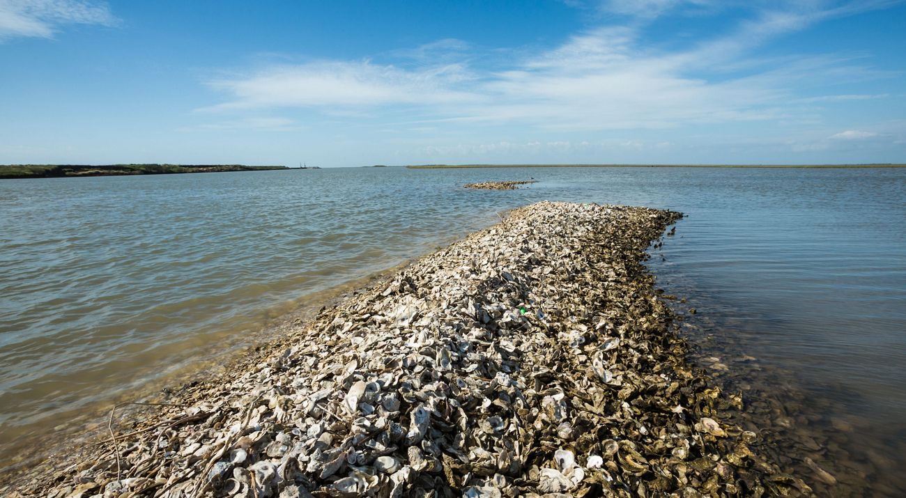oyster shells
