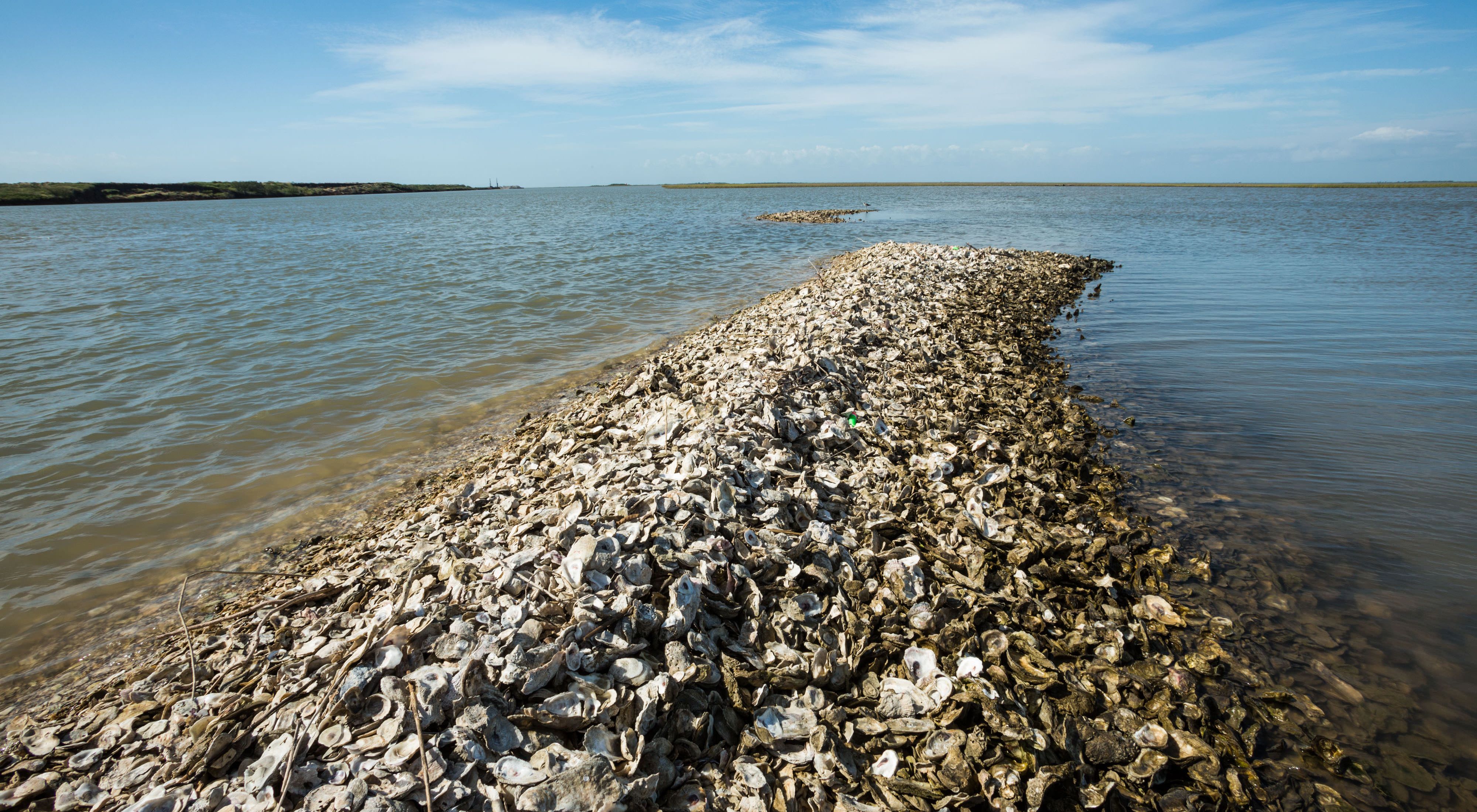 Oyster shells in Matagorda Bay, Texas.