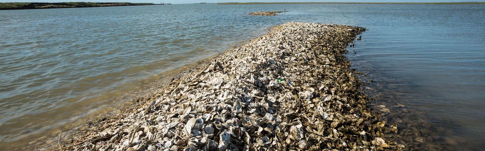 A mound of oyster shells stretches out across shallow ocean waters. 