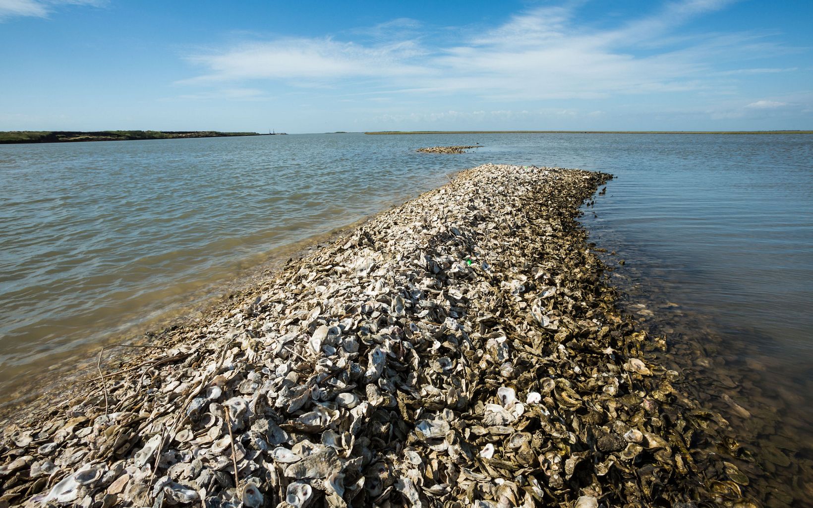 A row of oyster shells in the water.