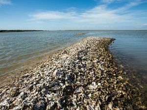 Oyster shells provide a buffer in an estuarine habitat.