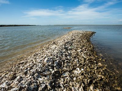 Two women stand on a boat in the ocean holding clusters of oysters.