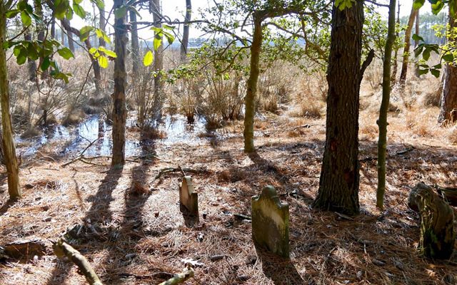 A cluster of headstones sit nestled in pinestraw as water creeps up to the edge of the historic Robson cemetery.
