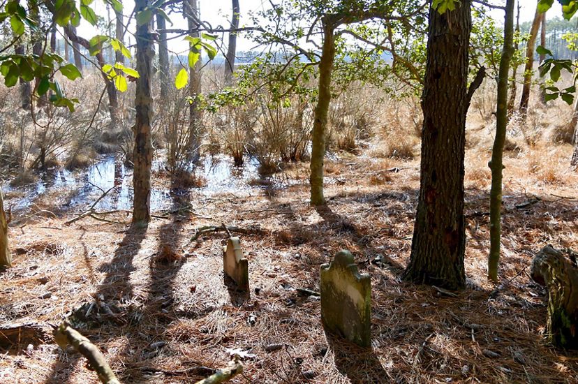 A cluster of headstones sit nestled in pinestraw as water creeps up to the edge of the historic Robson cemetery.