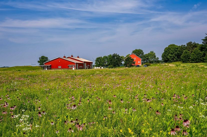 Three red buildings stand together on the prairie. Purple wildflowers bloom all around under a blue sky.