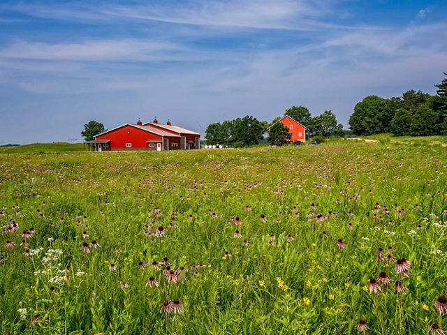 Three red buildings stand together on the prairie. Purple wildflowers bloom all around under a blue sky.