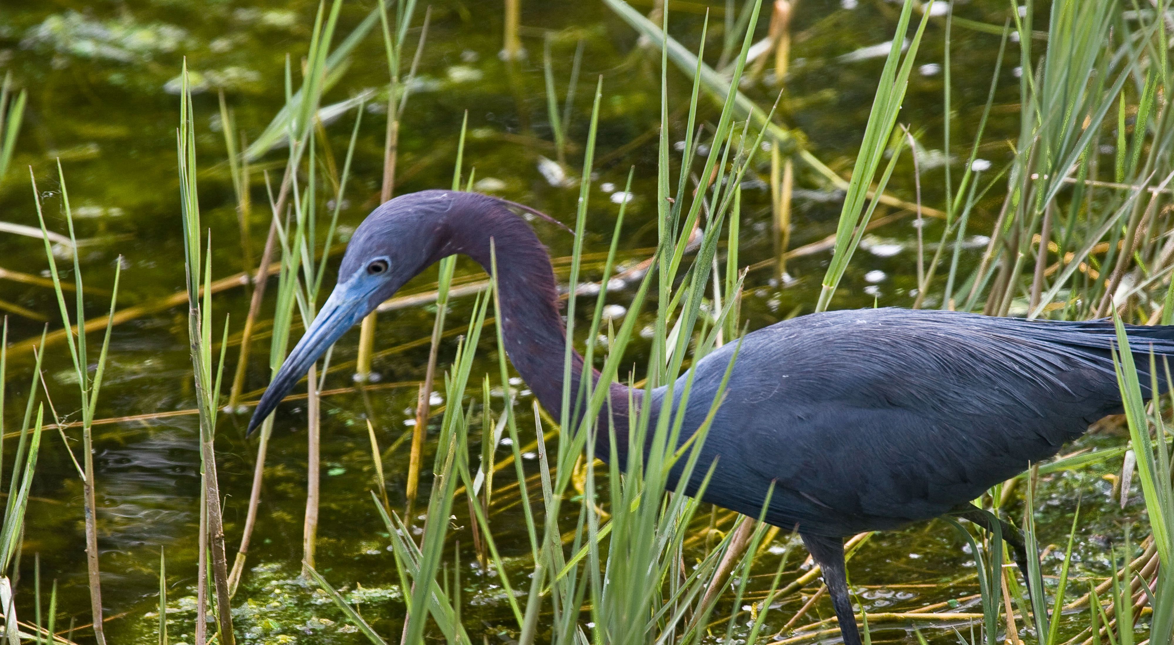 (ALL INTERNAL, LIMTED EXTERNAL USES) The Little Blue Heron, Egretta caerulea, is a small heron. It breeds from the Gulf states of the USA through Central America and the Caribbean south to Peru and Uruguay. It is a resident breeder in most of its range, but some northern breeders migrate to the southeastern USA or beyond in winter. The Little Blue Heron's breeding habitat is sub-tropical swamps. It nests in colonies, often with other herons, usually on platforms of sticks in trees or shrubs. 3-7 light blue eggs are laid. Photographed in a Florida wetland. PHOTO CREDIT: © Kent Mason  