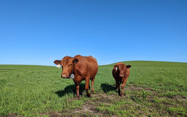 two brown cows in a green field with large GPS collars on.
