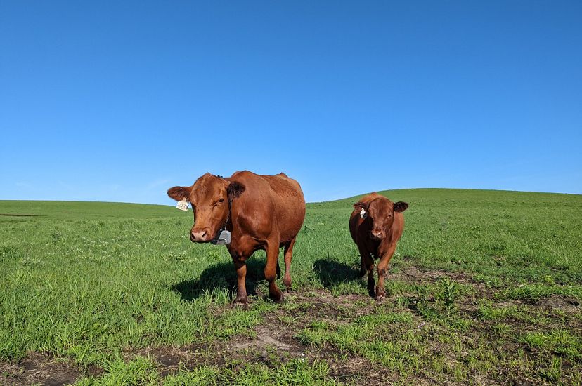 two brown cows in a green field with large GPS collars on.