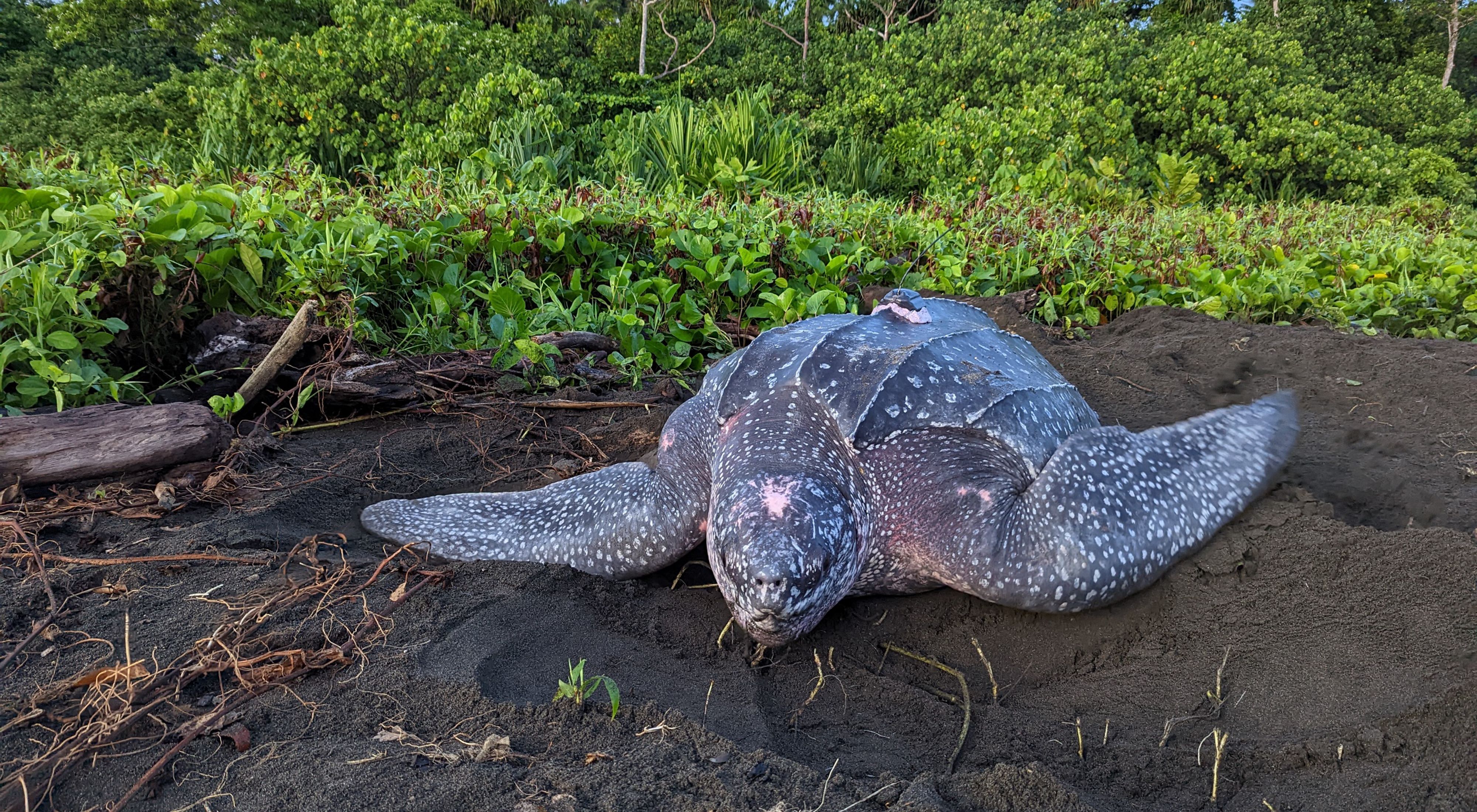 Tagged leatherback on a nesting beach in the Solomon Islands.