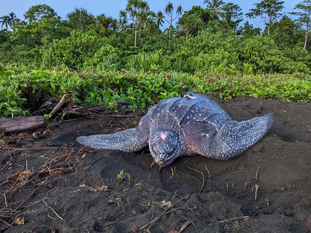 a leatherback sea turtle on shore with a radio marker on its back.