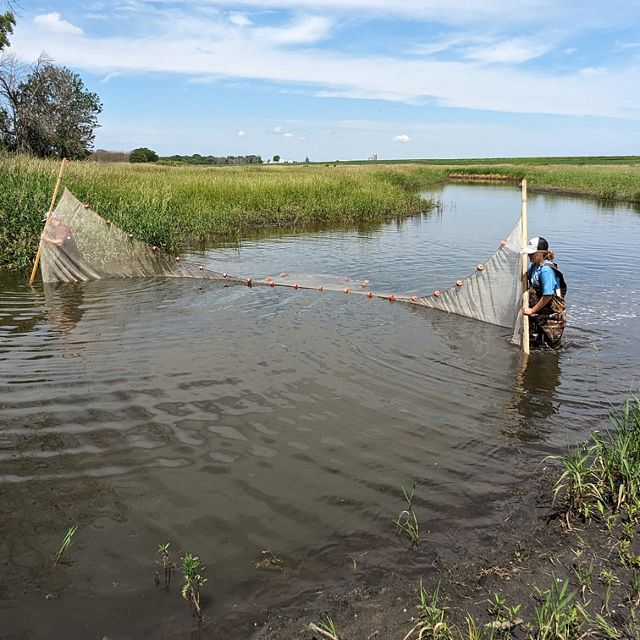 Scientists are sampling wildlife in a restored oxbow wetland with a sizeable sein net.