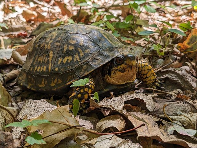 A turtle moves across leafy ground.