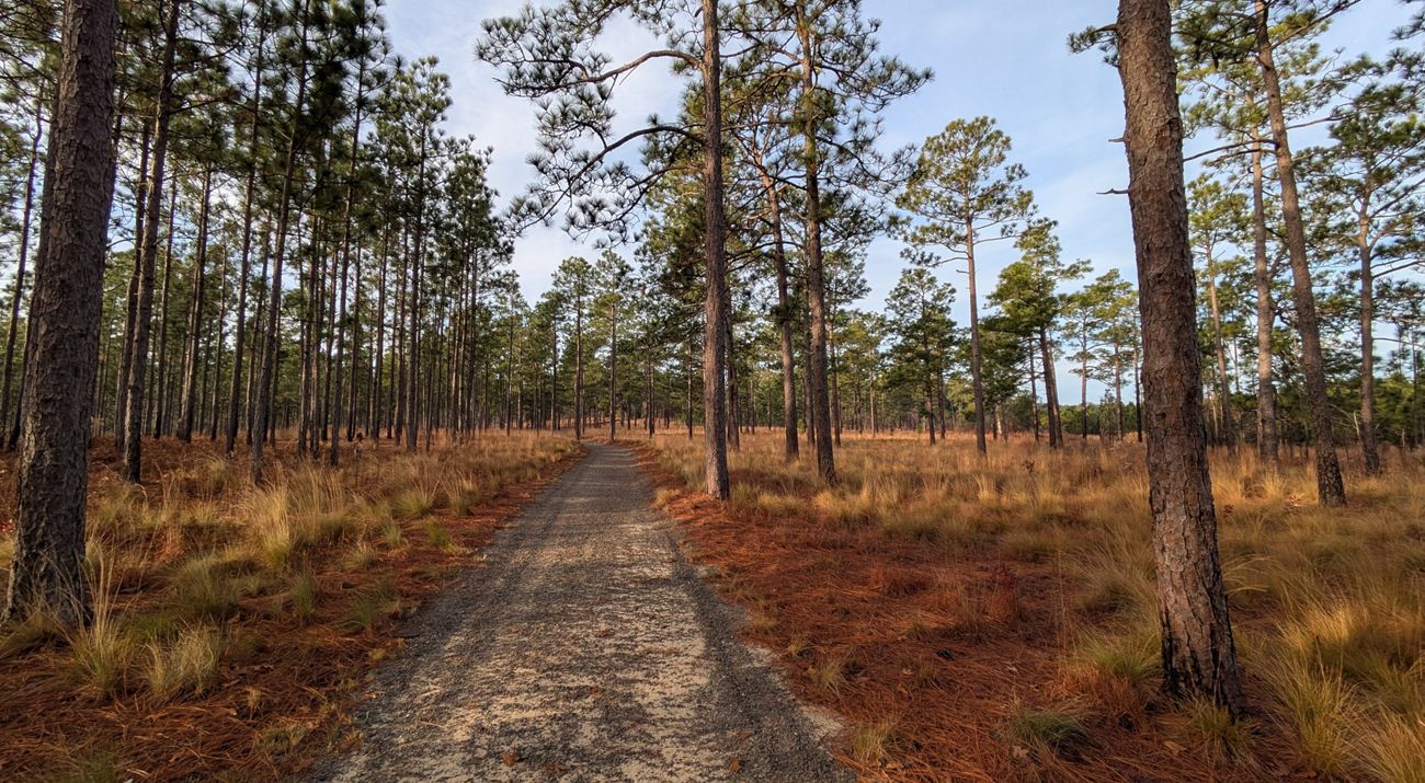 A view down a path in a longleaf forest.
