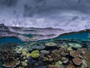 Resilient coral reefs in the shallow waters of Palau, Micronesia. 