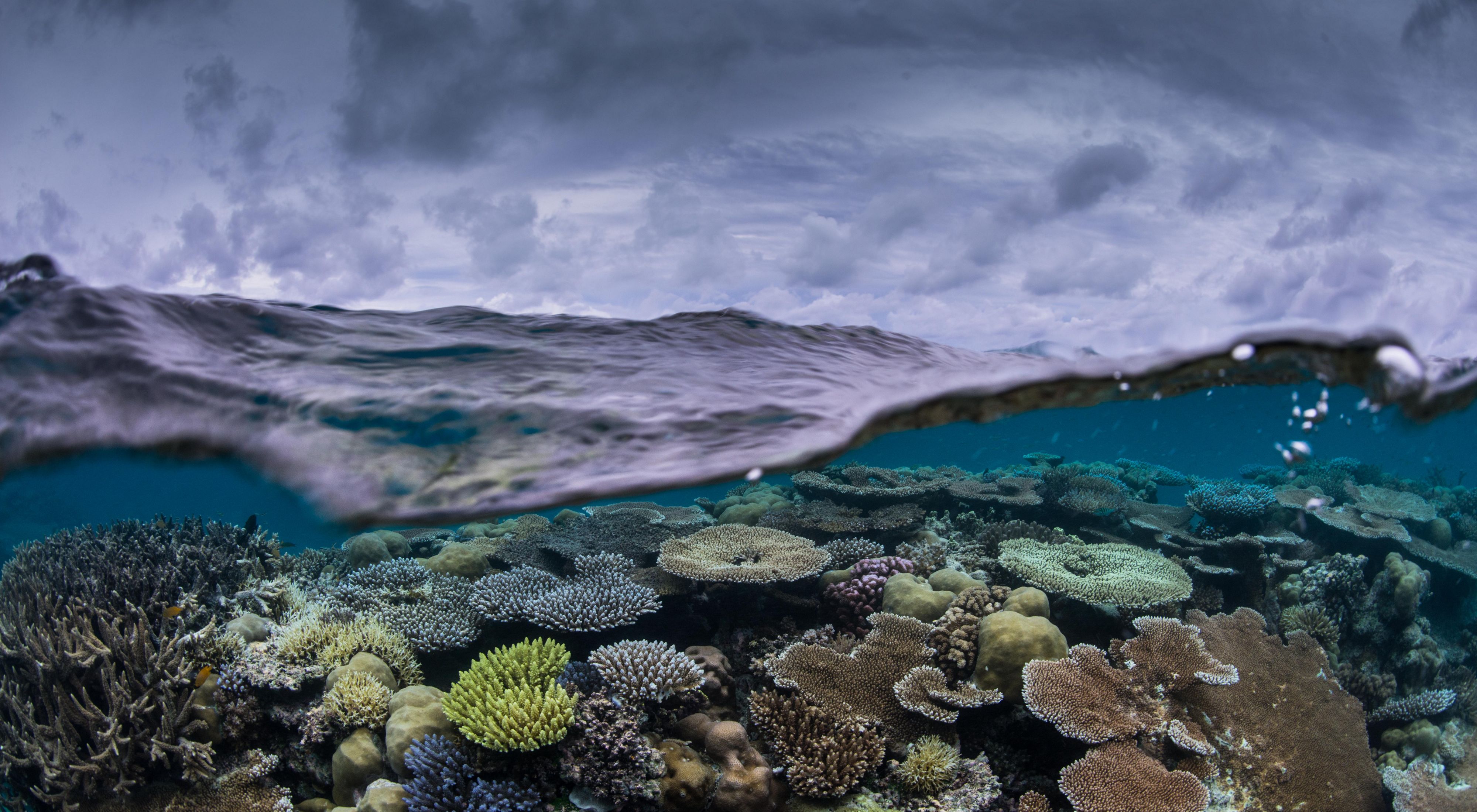 A split view of above and under water, showing sky and clouds above and a coral reef below the water's surface.