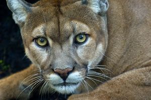 what does a puma look like