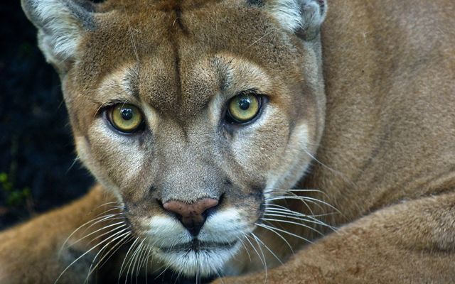 Close up of a Florida panther.