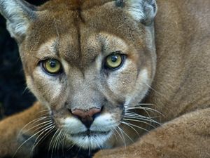 Closeup of a Florida panther staring at the camera.