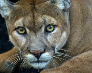 Closeup of a Florida panther staring at the camera.
