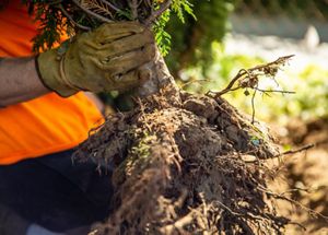 A small tree with its exposed root ball is moved and ready for planting in the hands of a volunteer.