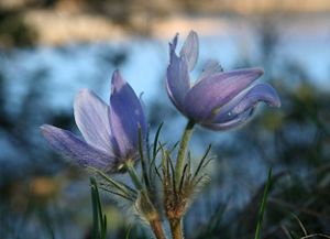 Pasque flowers.