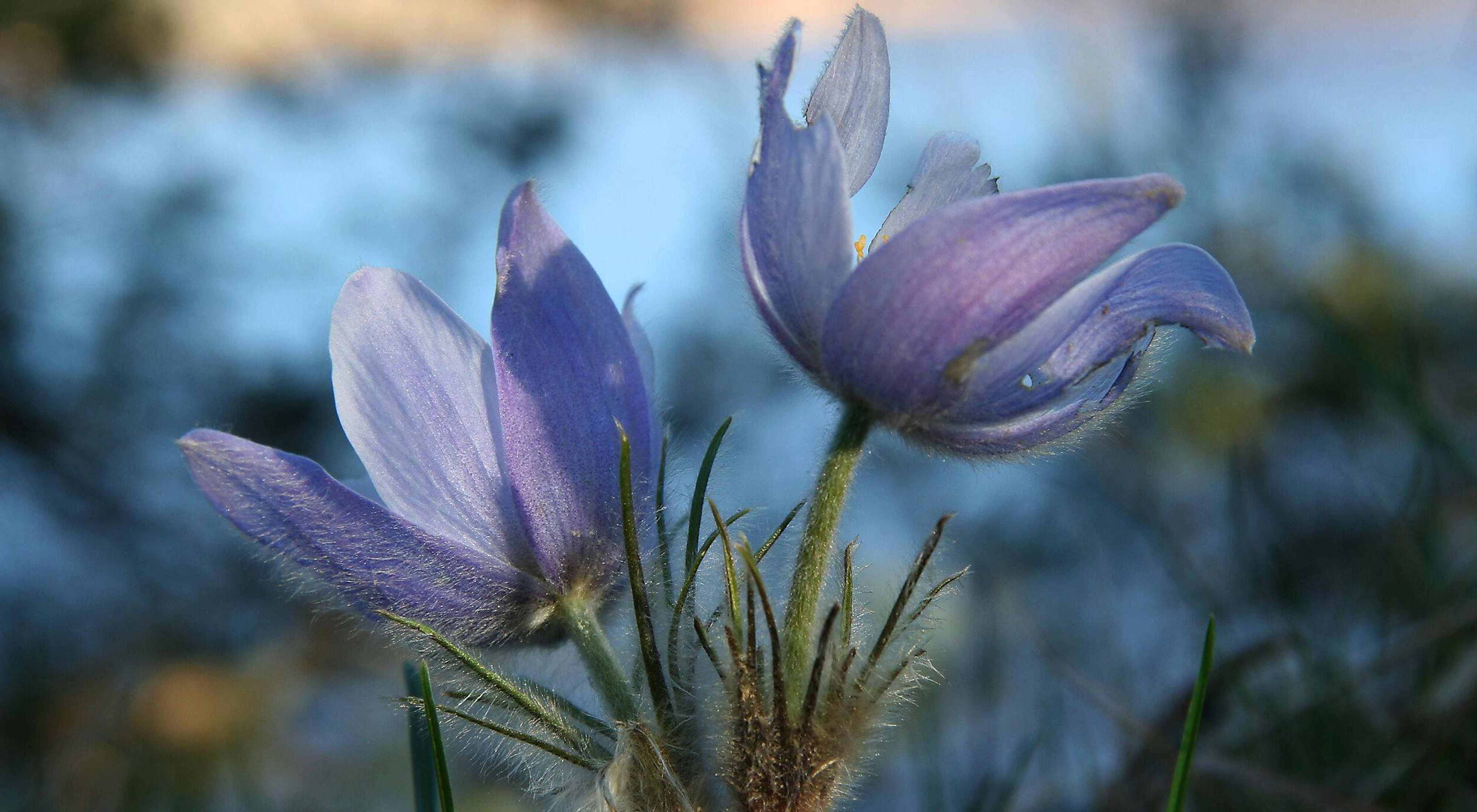 A closeup of two pasqueflowers in bloom.