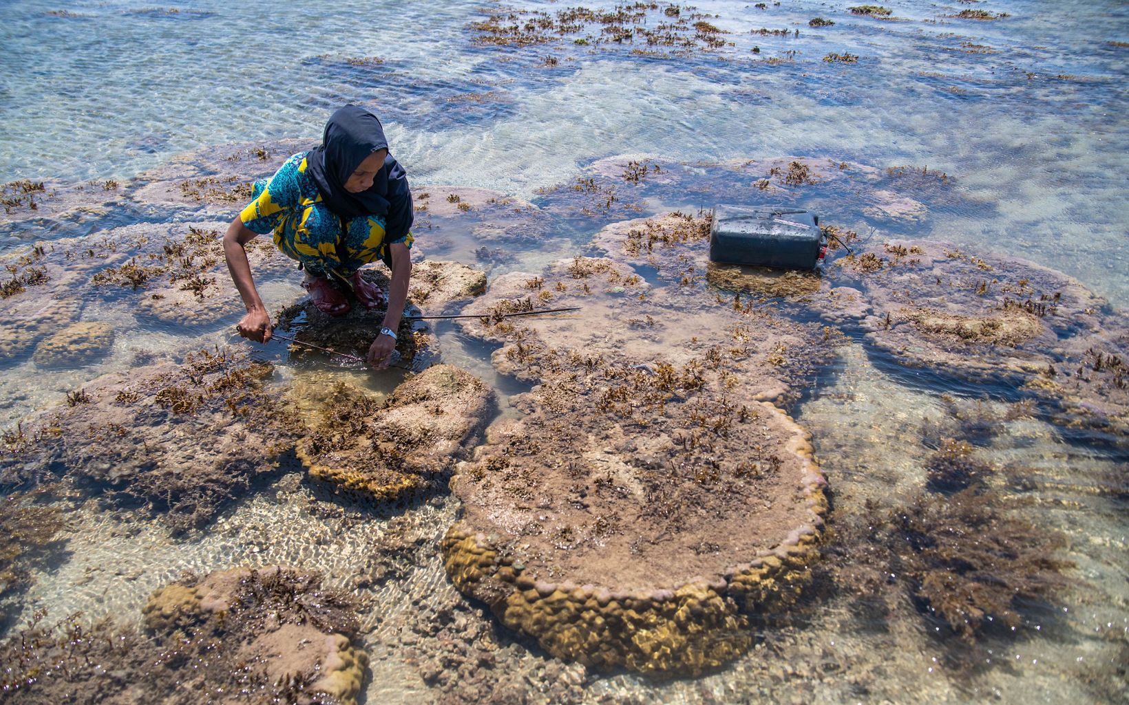 Amina Ahmed fishes for octopuses after a no-take zone is reopened on Pate Island, Lamu, Kenya.