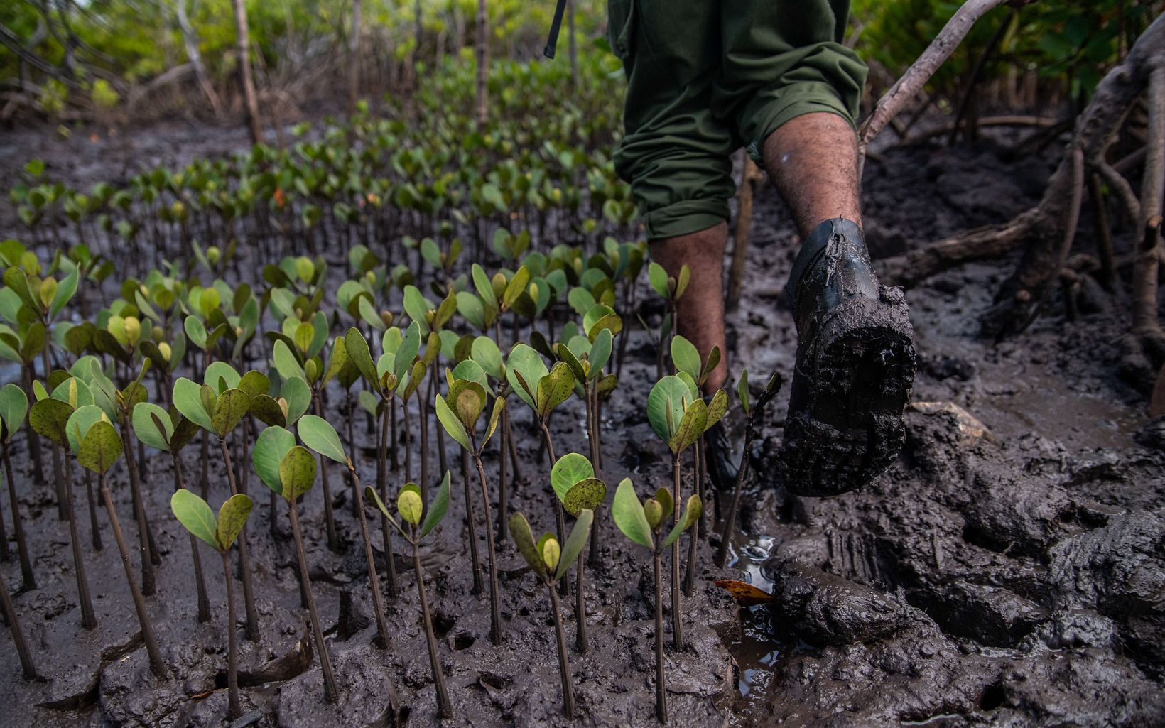Muddy boots walking through mangrove saplings 