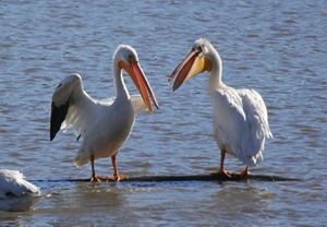 Two pelicans at Hovey Lake Fish and Wildlife Area in southwestern Indiana.