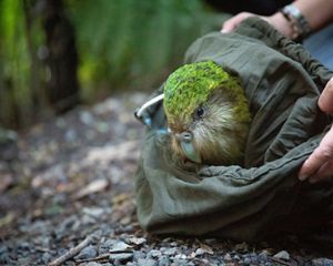 A green bird emerging from a brown sack held by human hands.