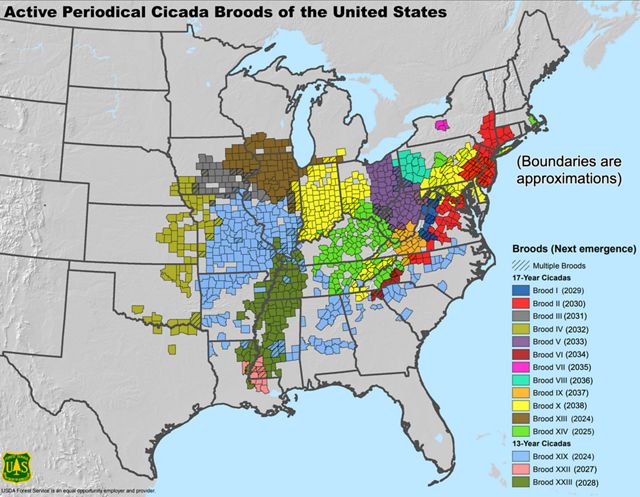 USDA Forest Service map showing, county-by-county, where periodical cicada broods of the United States are located, and when they can next be expected to emerge.