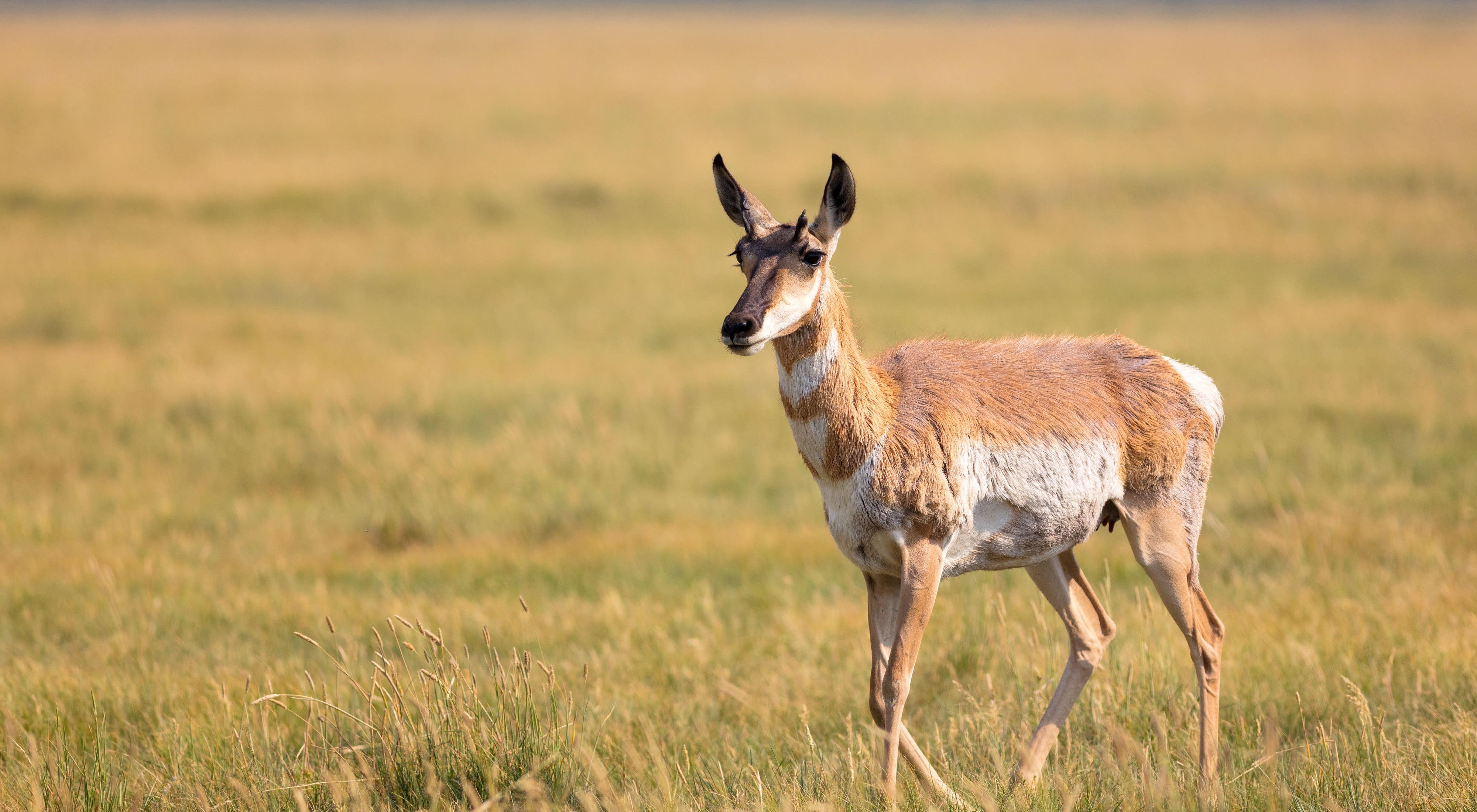 A pronghorn antelope standing in an open grassland.