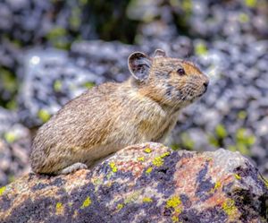 Small mammal perched on lichen covered rock.