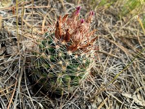 Closeup of a pincushion cactus.