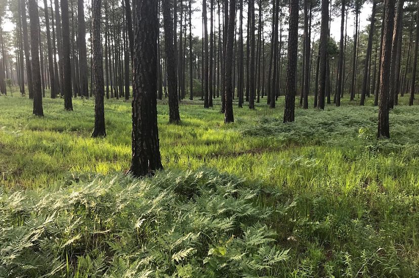 Grasses and ferns grow in the open savanna beneath tall, widely spaced pine trees at Piney Grove Preserve.