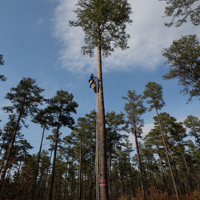 A man stands on the top rung of stacked ladders snaking their way up the side of a longleaf pine tree. 
