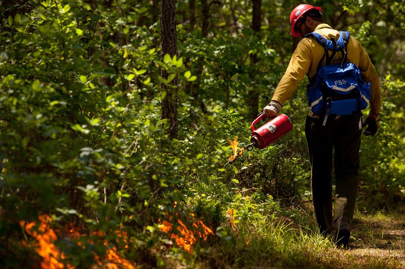 A man uses a drip torch to create a fire line in the thick undergrowth of Piney Grove Preserve's pine forest.