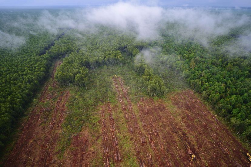Aerial of rows of green tropical trees being cut down and replaced with bare brown soil.