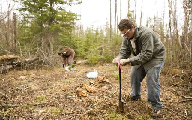 A man uses a tool to pierce a hole in the forest floor while planting tree seedlings.