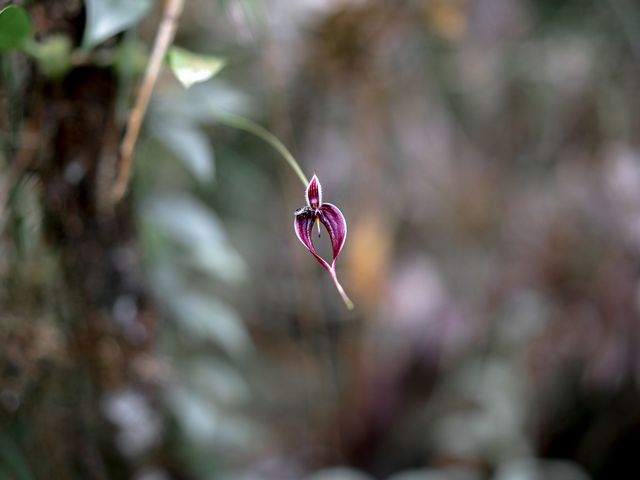 A reddish colored orchid looms out from a tree with a bee on it.