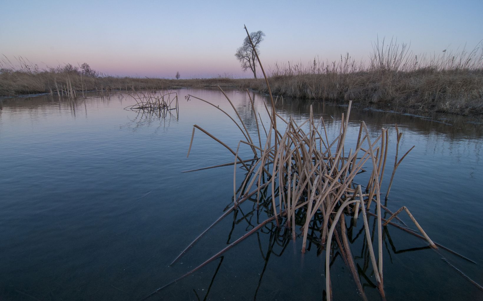 Brown grasses spot the surface of the Platte River as the dawn sky reflects pinks and yellow colors on its still shoreline.