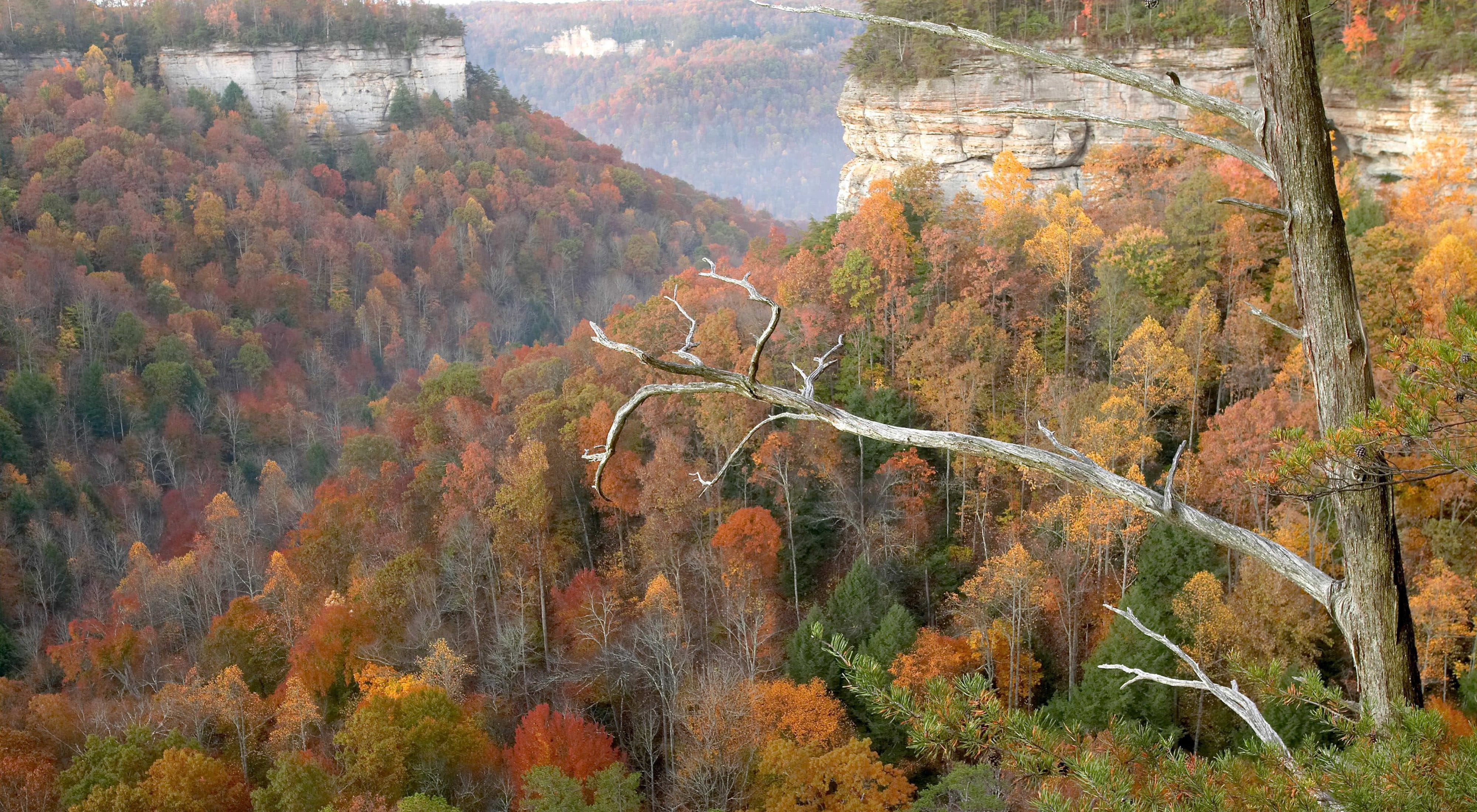 A high elevation view of the autumn forest and sheer canyon walls in Pogue Creek Canyon in Tennessee.