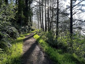 A dirt trail leads into sparse woods.