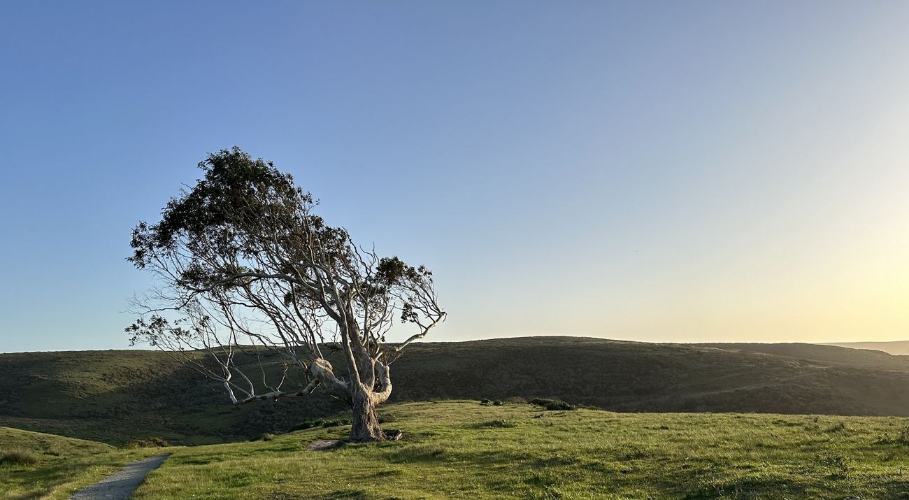 A lone eucalyptus tree stands in a stark landscape.