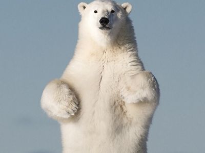 An adult polar bear stands on its hind legs and looks at the camera.