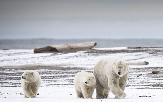 An adult polar bear walks with its two cubs along an icy landscape.