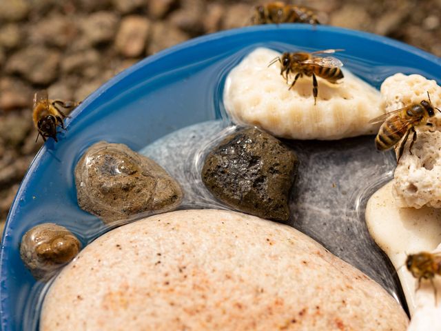 Four bees are visiting a shallow water dish for a drink of water. 