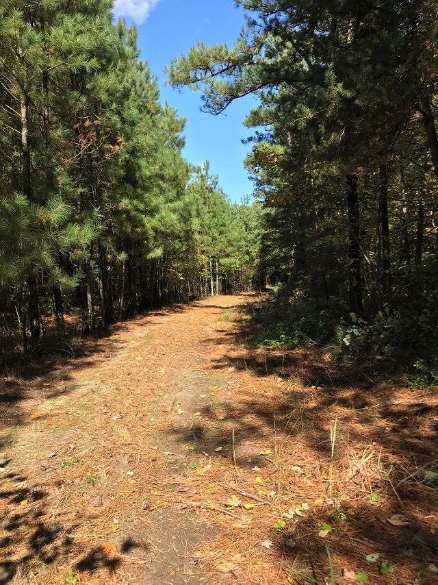 A cleared sandy path cuts through a forest of tall green pine trees.
