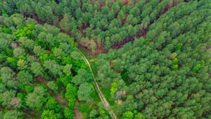 An aerial view of a clear trail winding through a dense forest. 